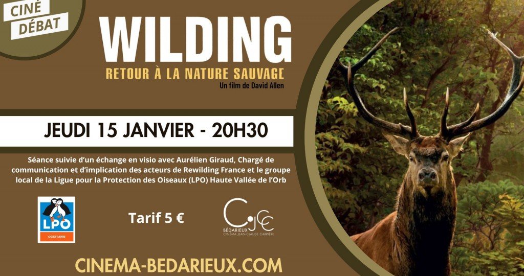 actualité CD - WILDING 1501