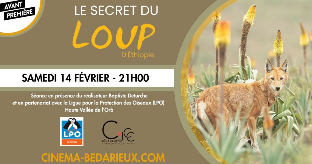 actualité AVP - Le secret du loup d'Ethiopie